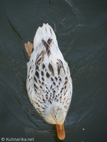 Fužinski utrinki - 2016