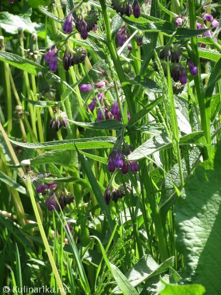 FUŽINSKI UTRINKI - 2015