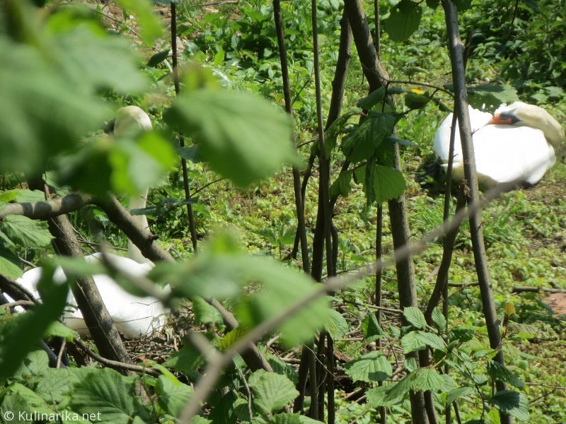 Fužinski utrinki - 2016