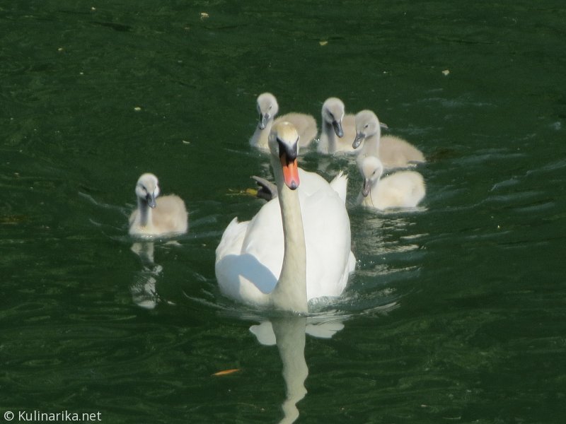 FUŽINSKI UTRINKI - 2015