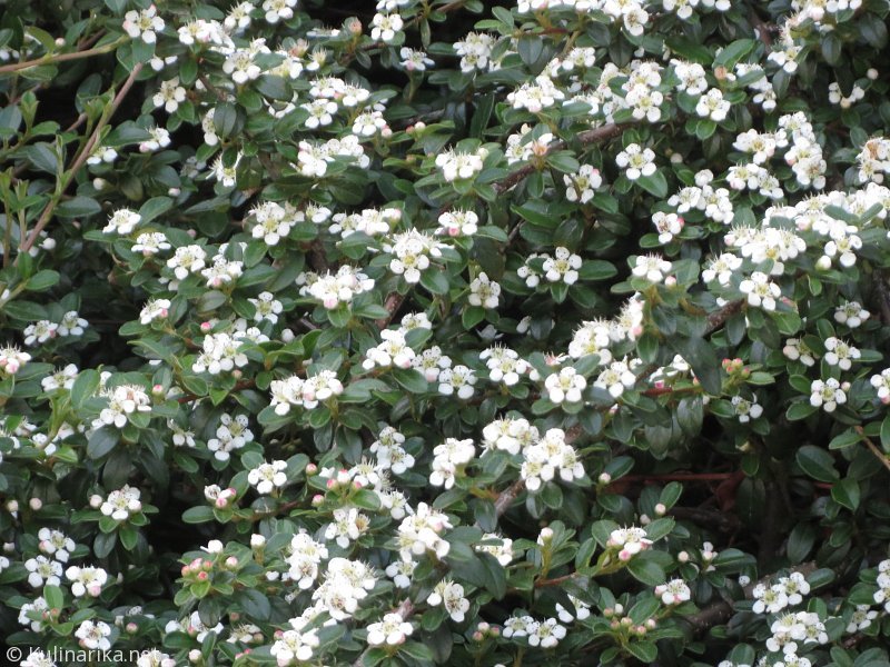 FUŽINSKI UTRINKI - 2015