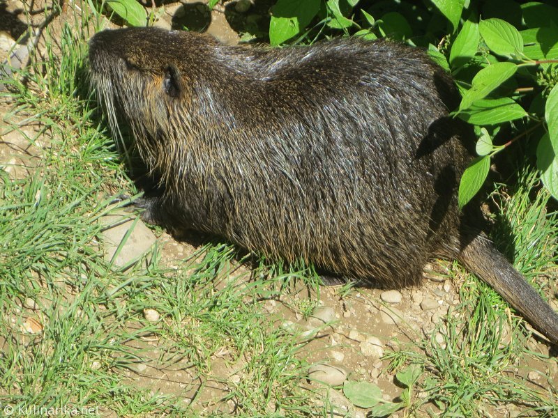 Fužinski utrinki - 2016