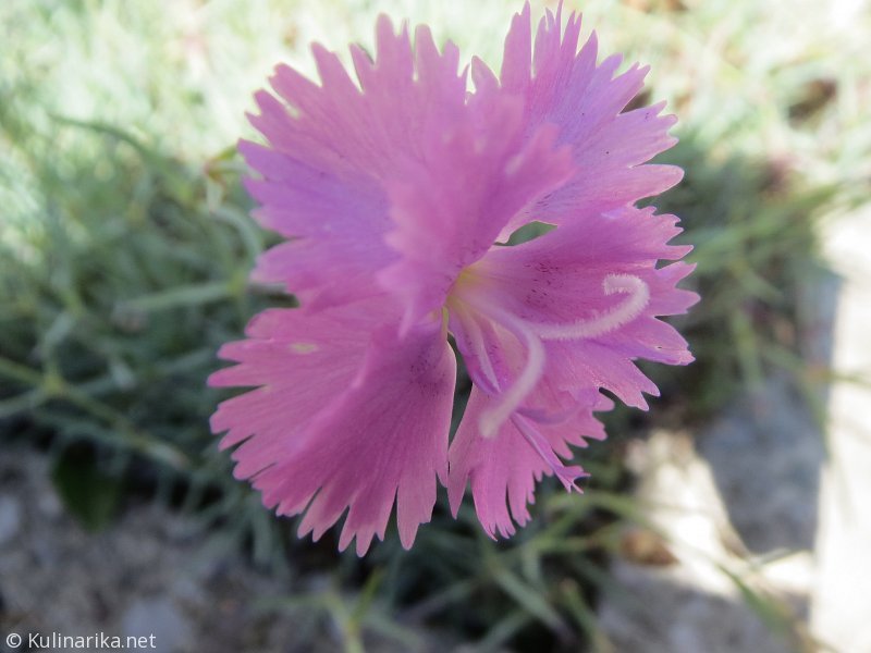 Fužinski utrinki - 2016