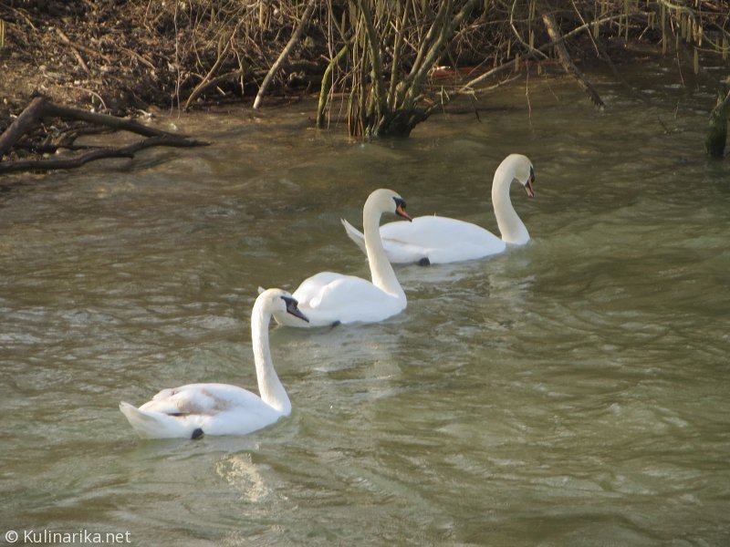 Fužinski utrinki - 2016
