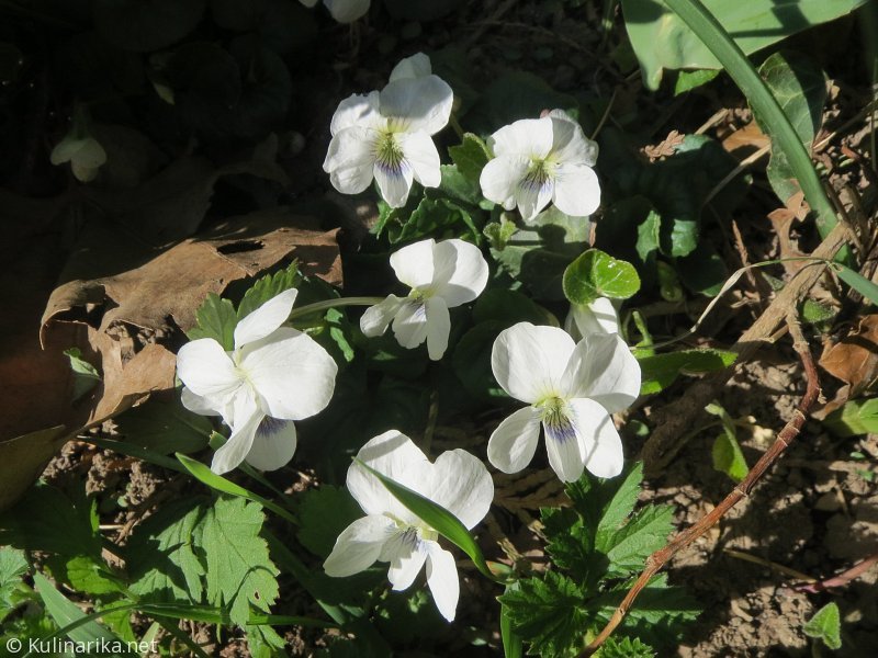 FUŽINSKI UTRINKI - 2015