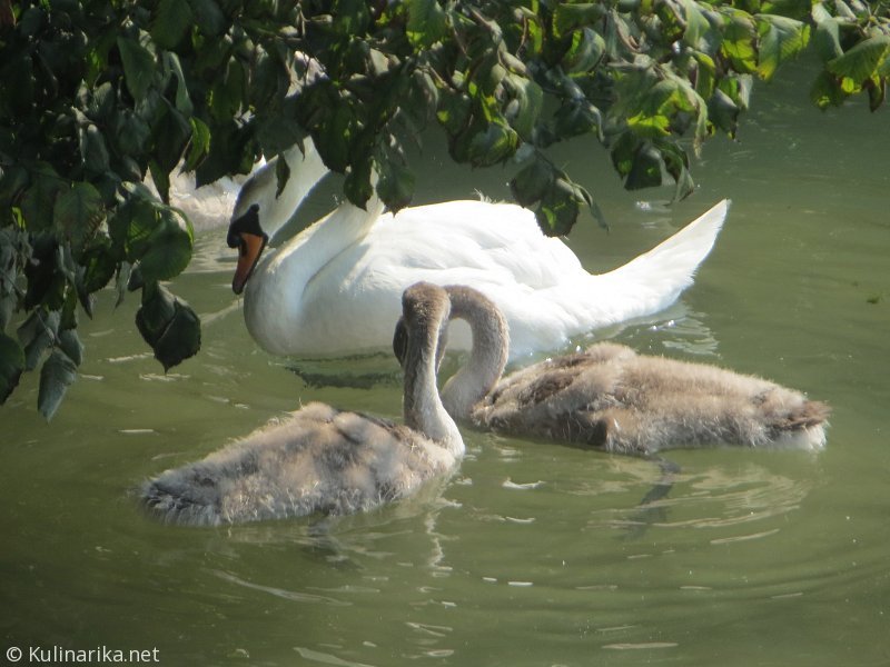FUŽINSKI UTRINKI - 2015