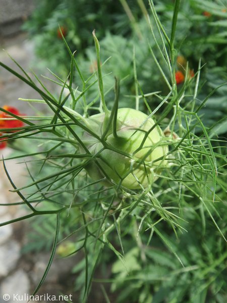 Fužinski utrinki - 2016