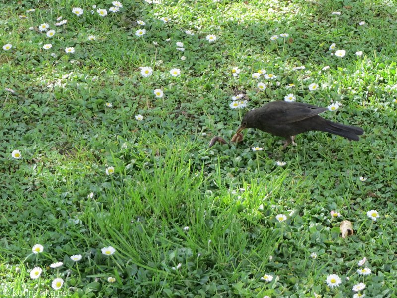 FUŽINSKI UTRINKI - 2015