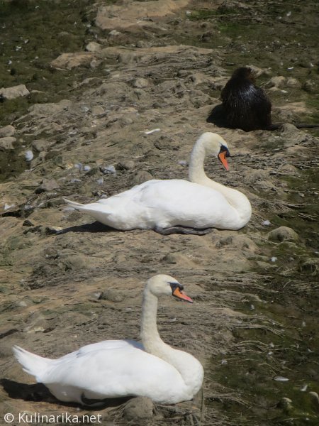Fužinski utrinki - 2016