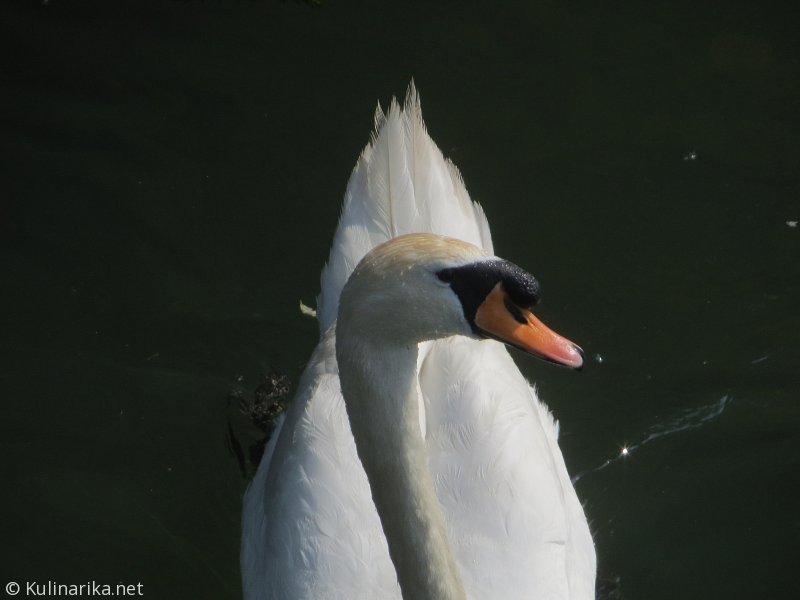 FUŽINSKI UTRINKI - 2015
