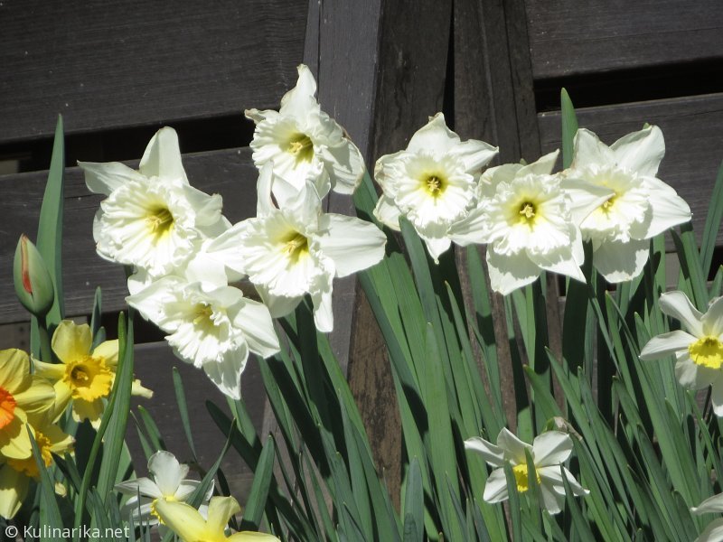 FUŽINSKI UTRINKI - 2015