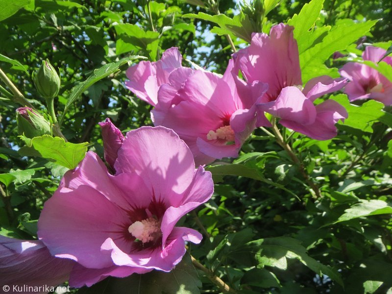 FUŽINSKI UTRINKI - 2015