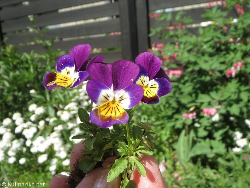 FUŽINSKI UTRINKI - 2015