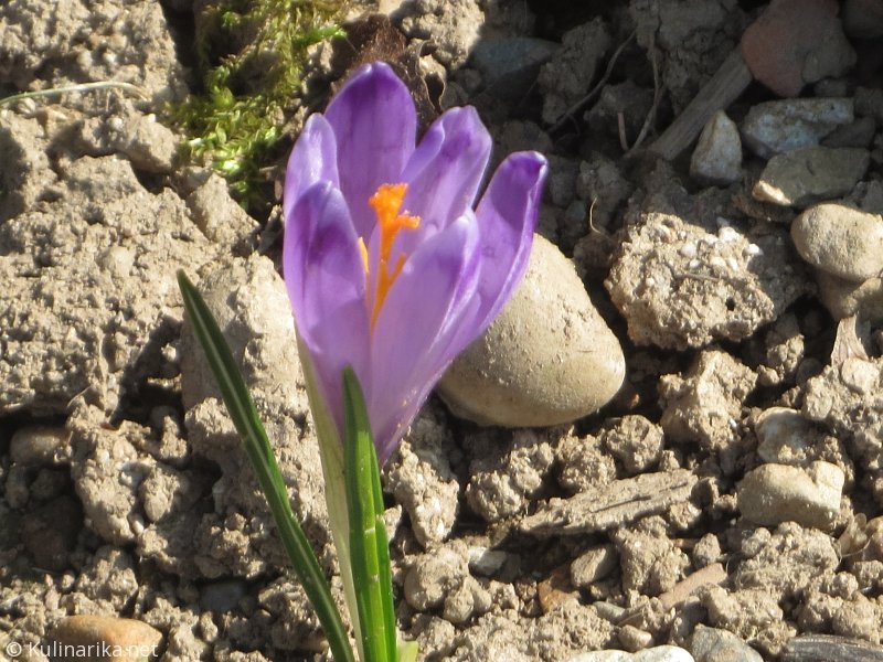 FUŽINSKI UTRINKI - 2015