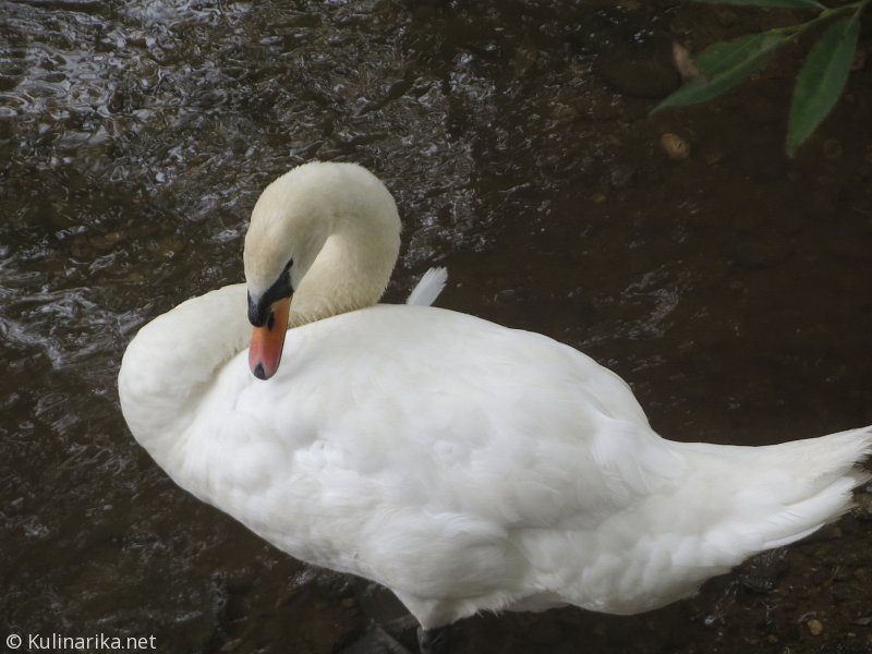 Fužinski utrinki - 2016