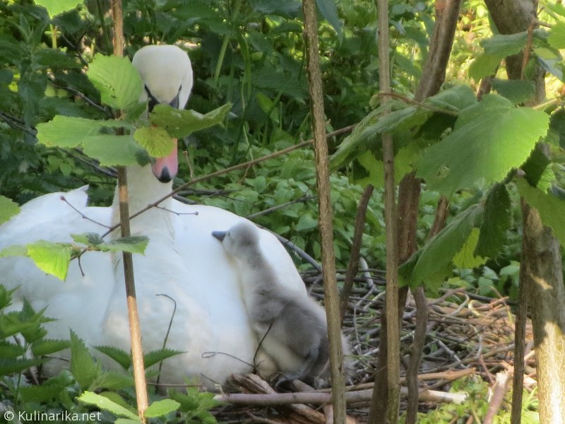 Fužinski utrinki - 2016