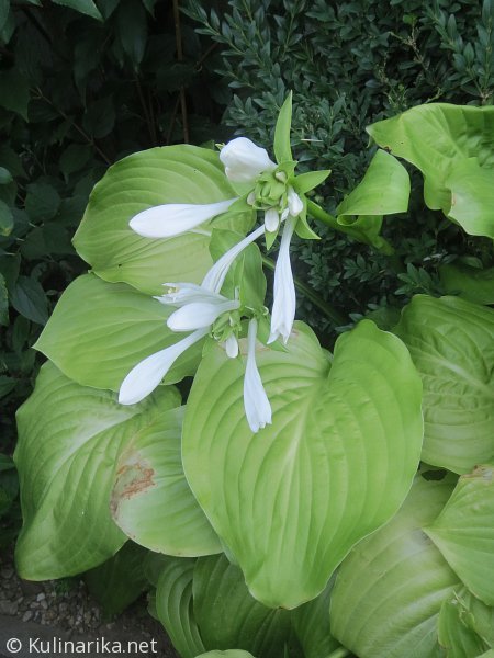 Fužinski utrinki - 2016