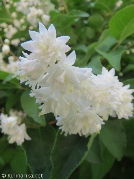 Fužinski utrinki - 2016