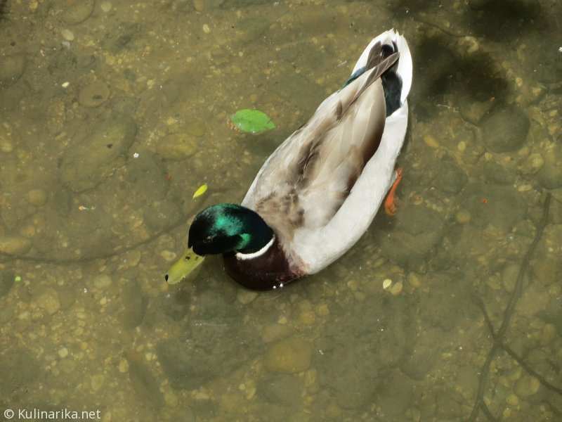 Fužinski utrinki - 2016