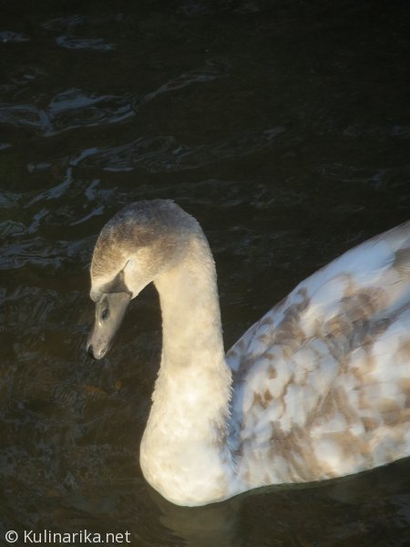 FUŽINSKI UTRINKI - 2015