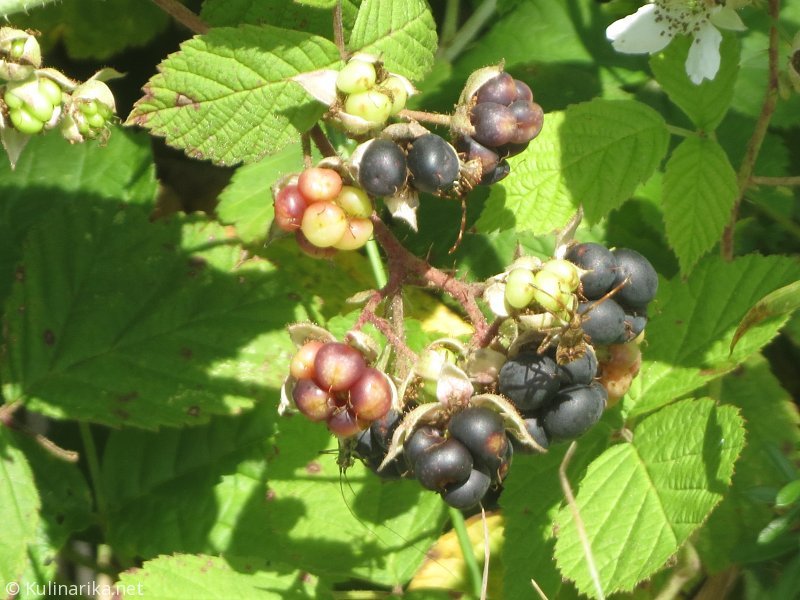 Fužinski utrinki - 2016