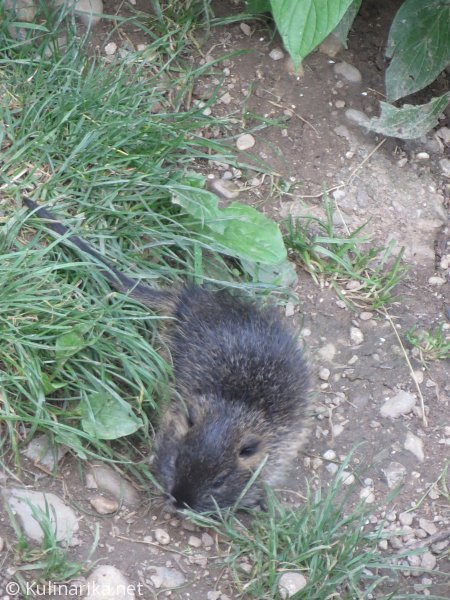 Fužinski utrinki - 2016