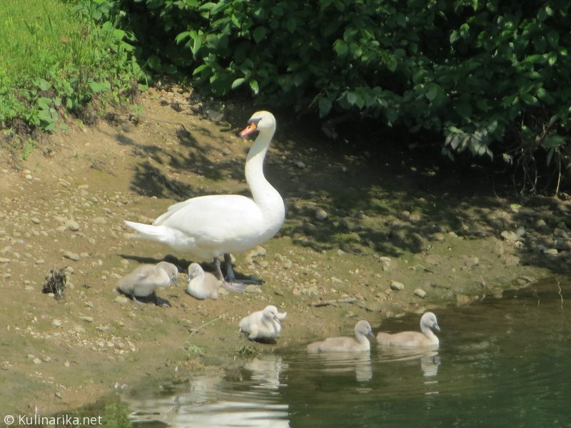 FUŽINSKI UTRINKI - 2015