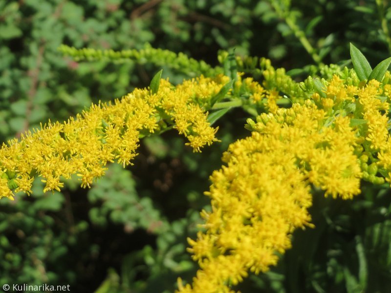 FUŽINSKI UTRINKI - 2015