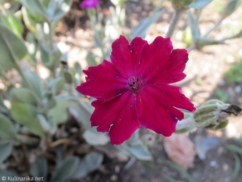 FUŽINSKI UTRINKI - 2015