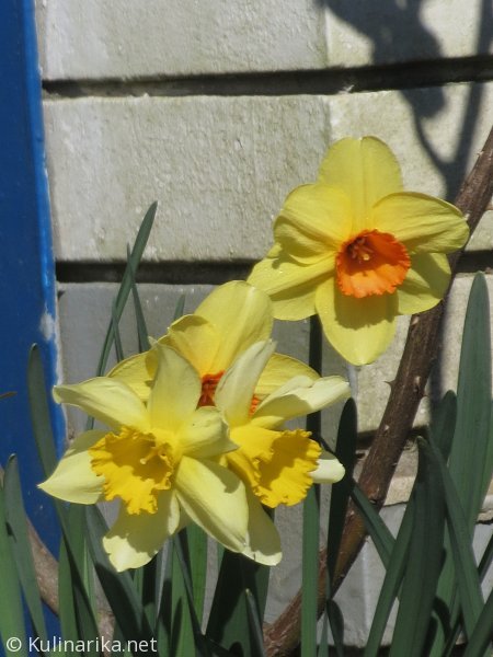 FUŽINSKI UTRINKI - 2015