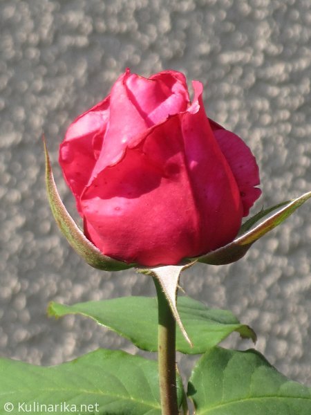 Fužinski utrinki - 2016