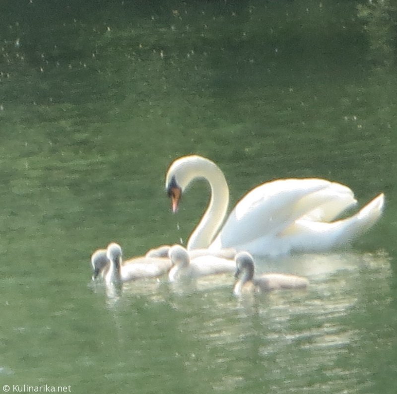 FUŽINSKI UTRINKI - 2015