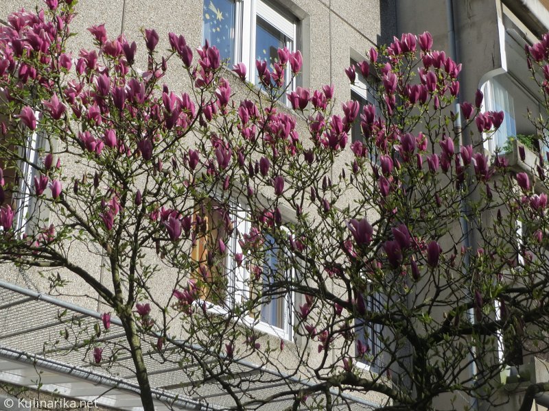 FUŽINSKI UTRINKI - 2015