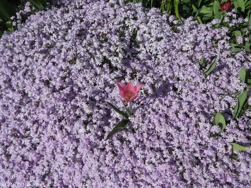 FUŽINSKI UTRINKI - 2015