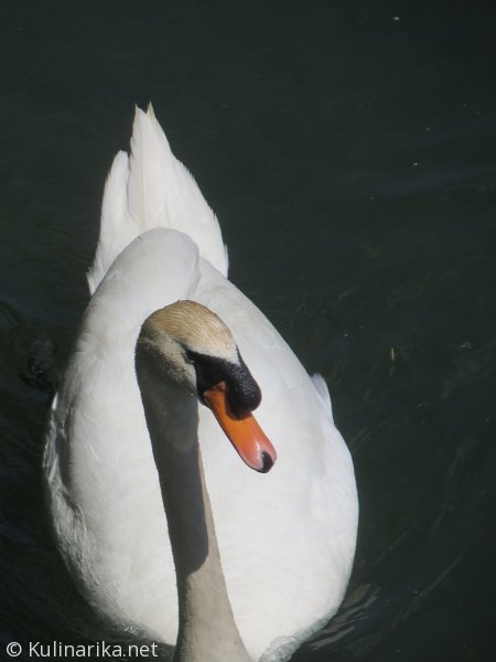 Fužinski utrinki - 2016