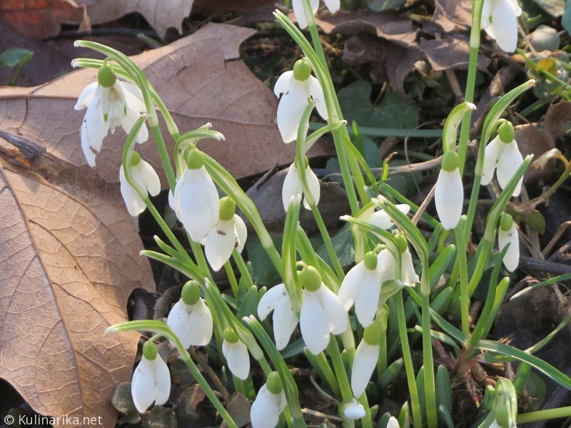 Fužinski utrinki - 2016