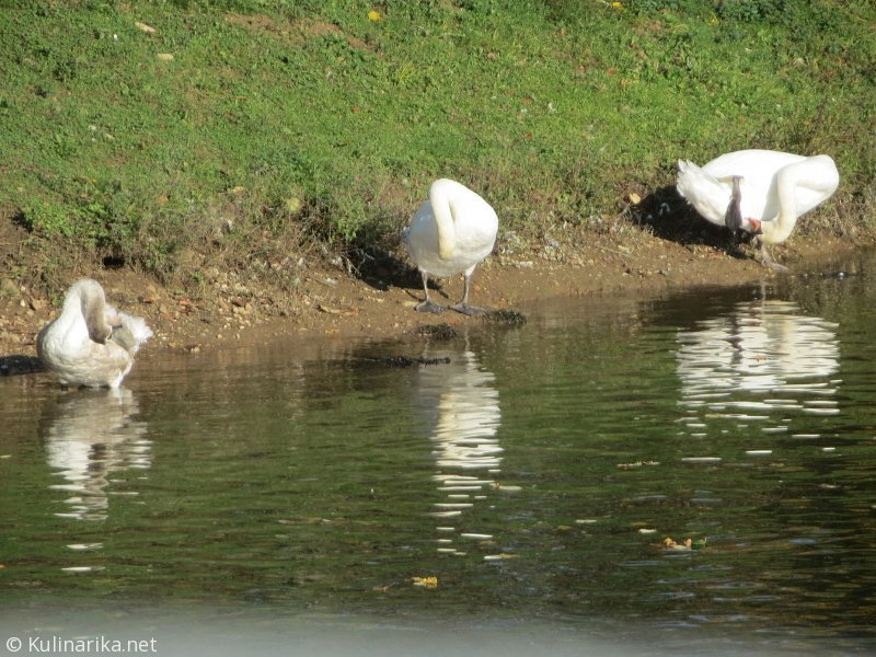FUŽINSKI UTRINKI - 2015