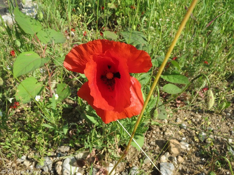 Fužinski utrinki - 2016