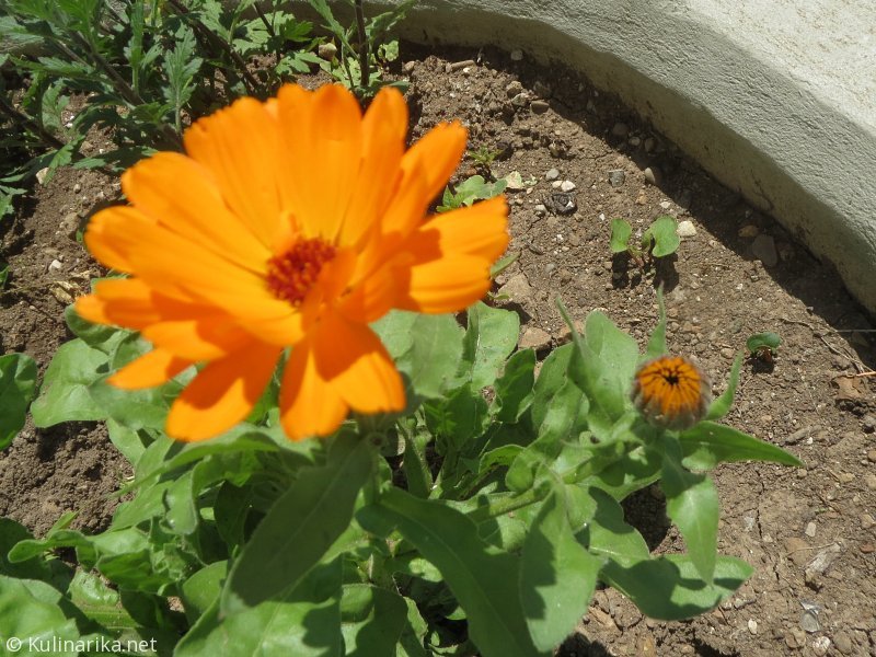 Fužinski utrinki - 2016