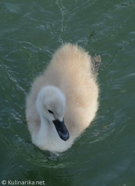 FUŽINSKI UTRINKI - 2015