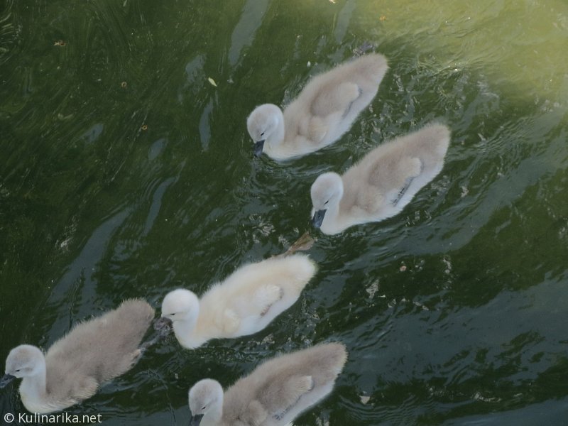 FUŽINSKI UTRINKI - 2015