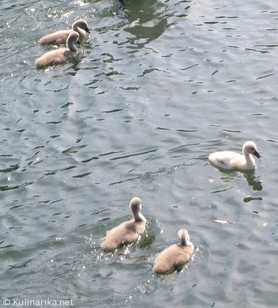 FUŽINSKI UTRINKI - 2015