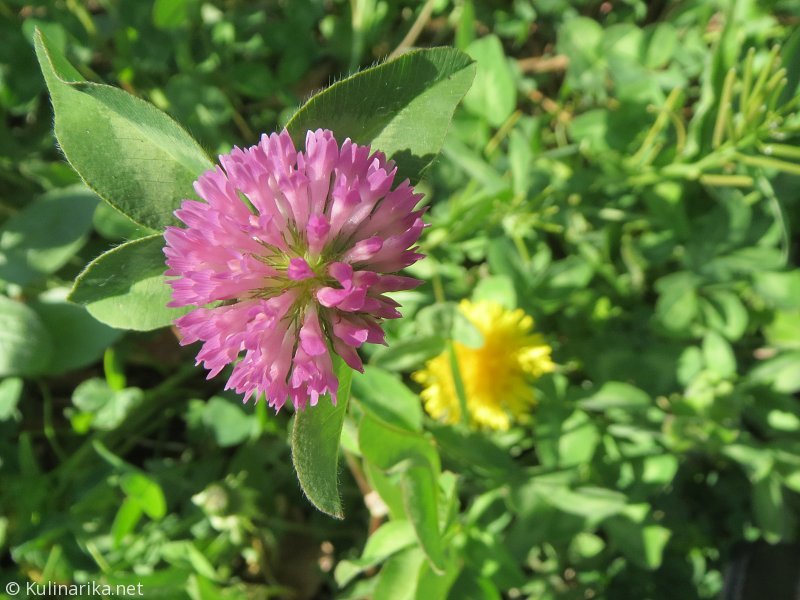 FUŽINSKI UTRINKI - 2015