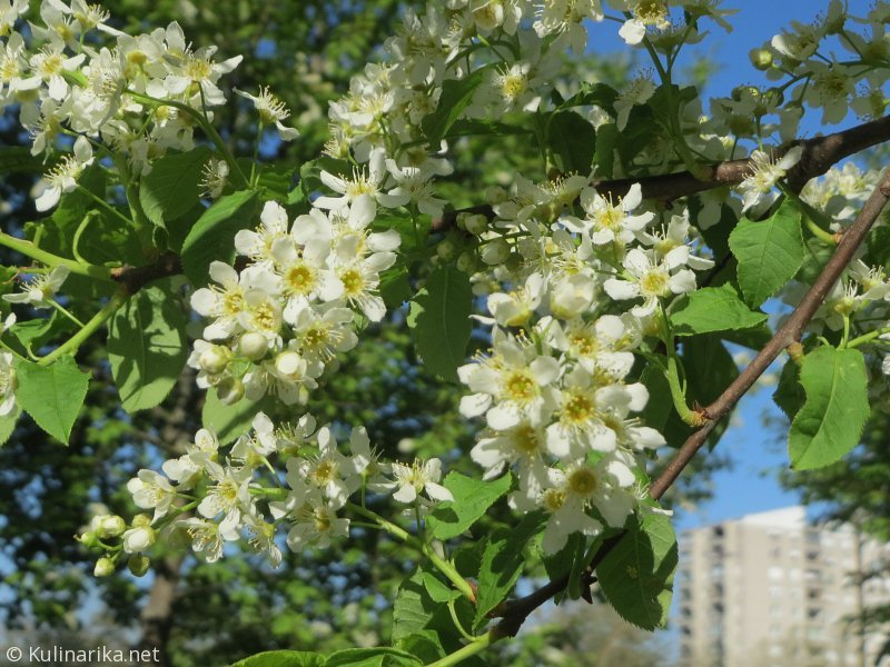 FUŽINSKI UTRINKI - 2015