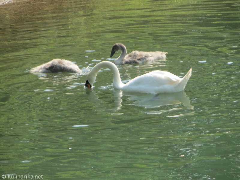 FUŽINSKI UTRINKI - 2015