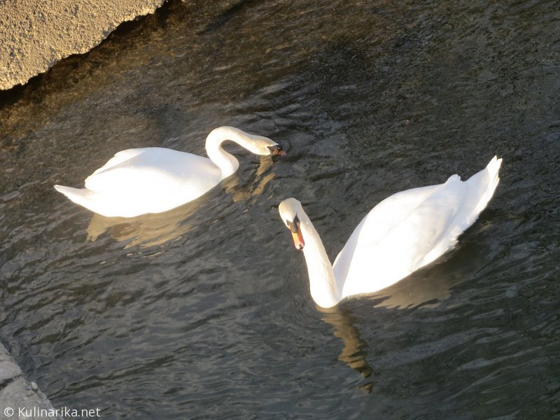 FUŽINSKI UTRINKI - 2015