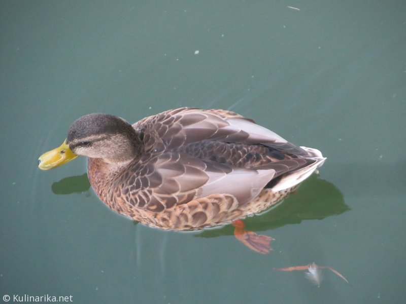 Fužinski utrinki - 2016