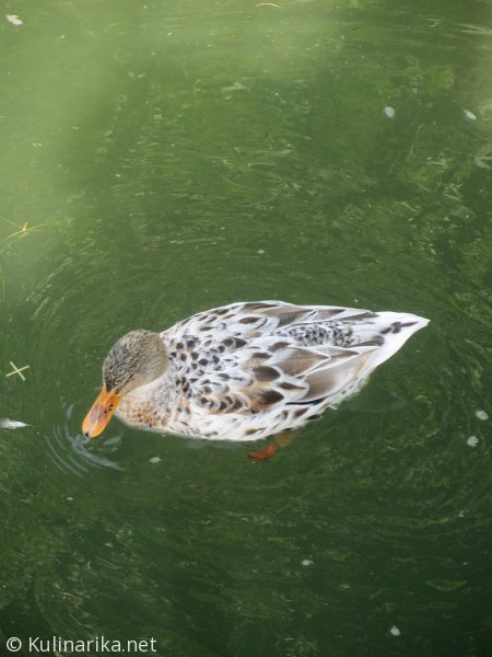 Fužinski utrinki - 2016
