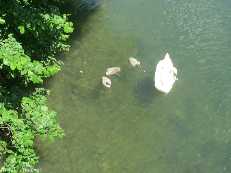 Fužinski utrinki - 2016