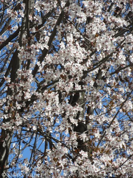 FUŽINSKI UTRINKI - 2015